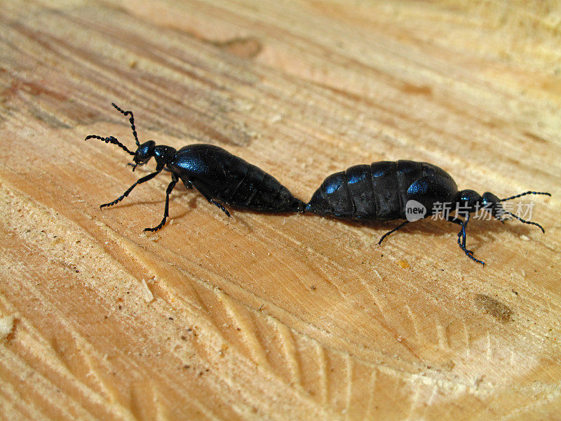 油甲虫，Meloe proscarabaeus